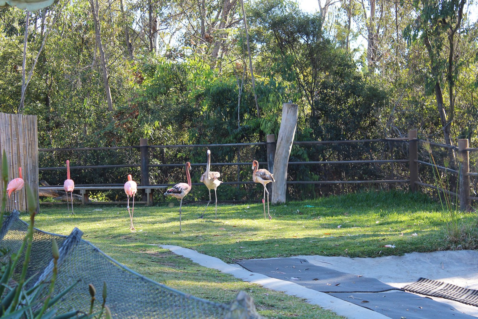 San Diego Zoo Part II 015